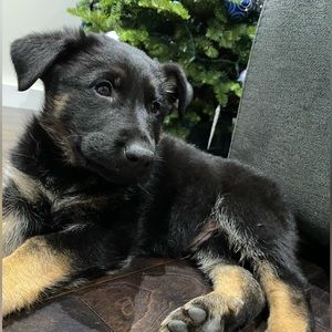 Meet your Posher, Belen